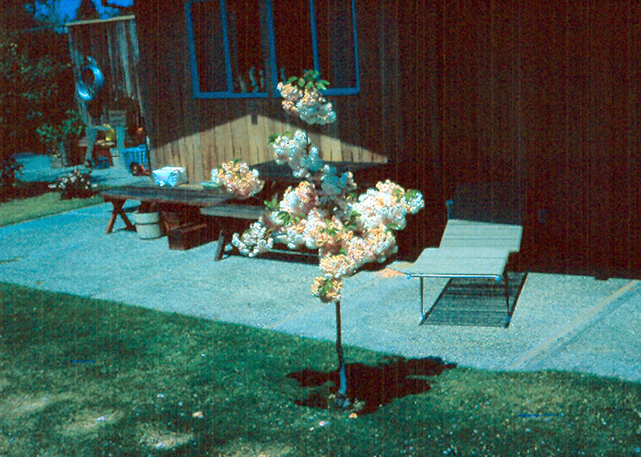 Box22 007 716 backyard corner